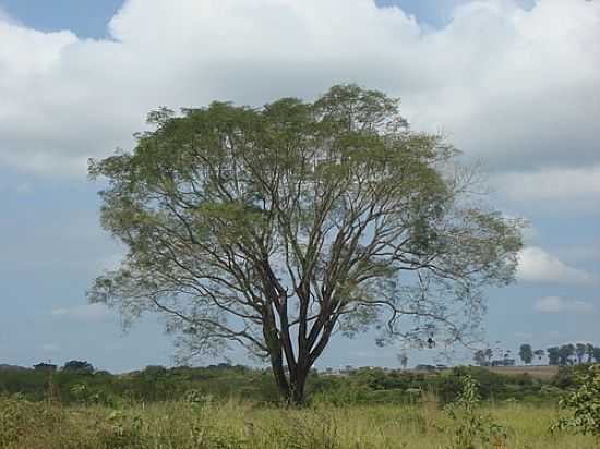 PAISAGEM RURAL EM LAMOUNIER-FOTO:PADUAMESMO - LAMOUNIER - MG