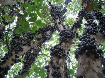 PS DE JABOTICABA EM POCA DE COLHEITA, POR ROBERTO - LUISBURGO - MG