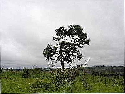 ARVOR JACARANDA POR PAULO ROBERTO DE - MACUCO DE MINAS - MG