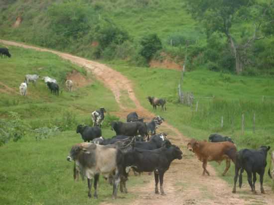 CRIAAO DE BOVINOS, POR SANTANA - MALACACHETA - MG