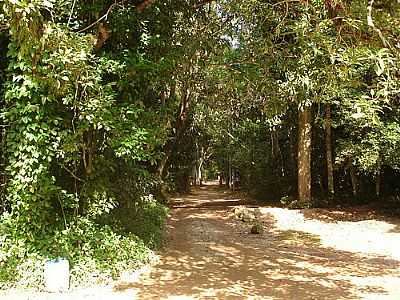 HORTO FLORESTAL FOTO
LEONARDO R. CHRUDINA - MAR DE ESPANHA - MG