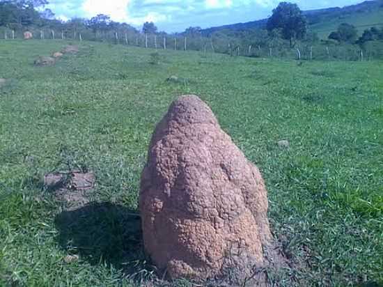 CUPINZEIRO EM REA RURAL-FOTO:DIEGO BARRETO - MARILNDIA - MG