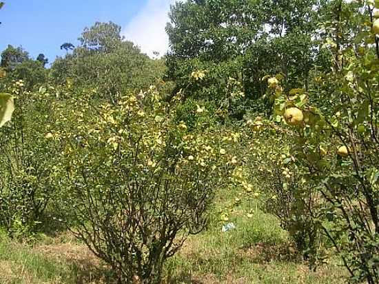 MARMELPOLIS-MG-PLANTAO DE MARMELO NO STIO SO LOURENO-FOTO:CESAR RIBEIRO JR. - MARMELPOLIS - MG