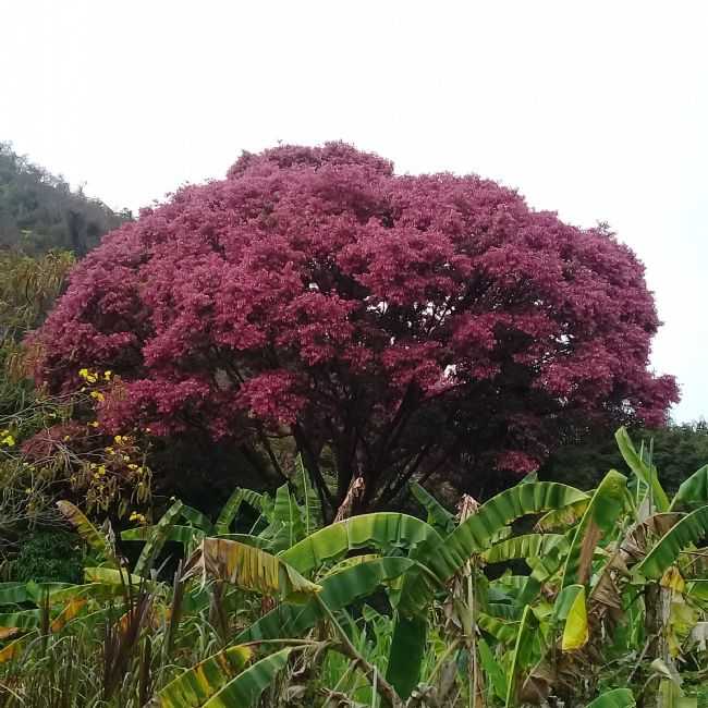 ARVORE SAPUCAIA NA FAZENDA GARGALHEIRA EM MESQUITA MG, POR PAULO CESAR LAGE - MESQUITA - MG