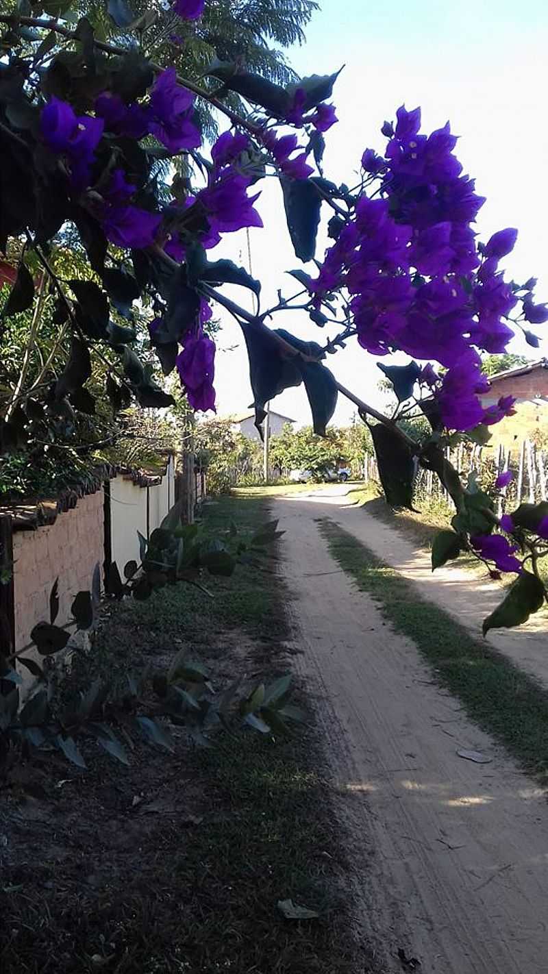 IMAGENS DE MILHO VERDE - MG - MILHO VERDE - MG