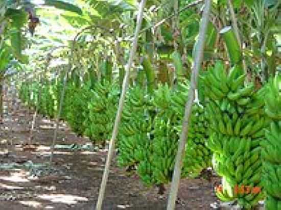 BANANAS EM MOCAMBINHO-FOTO:YUJI YAMADA - MOCAMBINHO - MG