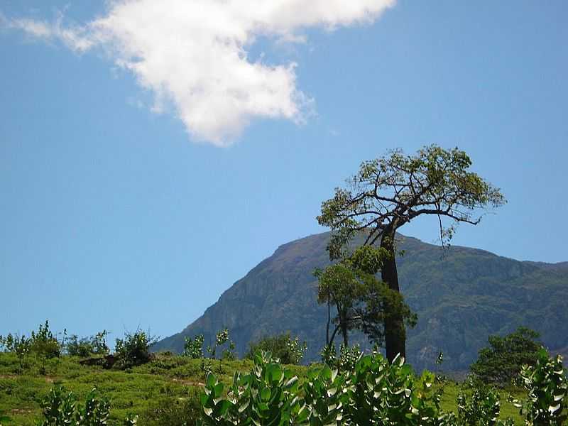 MONTE AZUL-MG-RVORE BARRIGUDA E AO FUNDO A SERRA DO ESPINHAO-FOTO:EDIVALDO FERNANDO DOS ANJOS - MONTE AZUL - MG