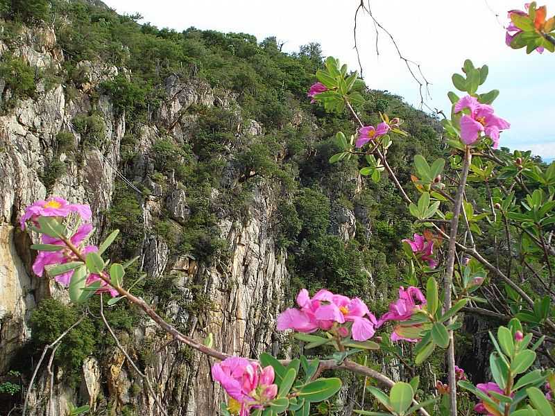 MONTE AZUL-MG-FLOR DO CERRADO NA SERRA DO ESPINHAO-FOTO:EDIVALDO FERNANDO DOS ANJOS - MONTE AZUL - MG