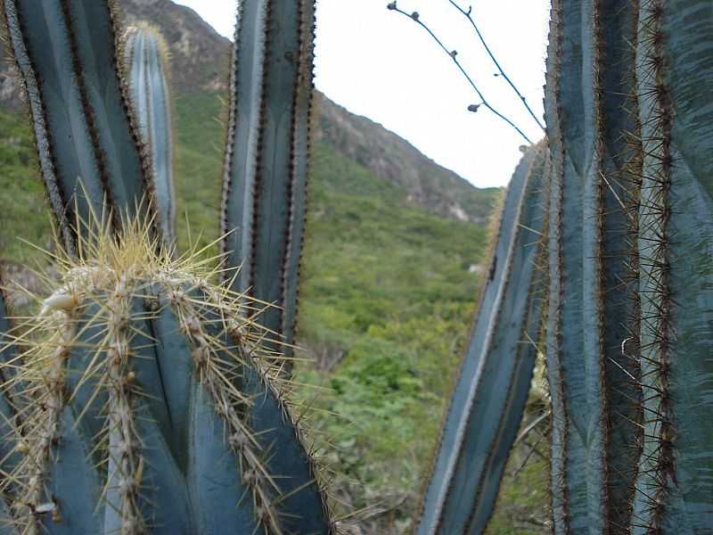 MONTE AZUL-MG-MANDACARUS NO ALTO DA SERRA DO ESPINHAO-FOTO:EDIVALDO FERNANDO DOS ANJOS - MONTE AZUL - MG