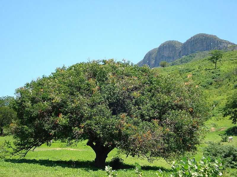 MONTE AZUL-MG-UMBUZEIRO, RVORE TPICA DO NORTE DE MINAS-FOTO:EDIVALDO FERNANDO DOS ANJOS - MONTE AZUL - MG