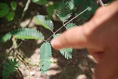 FOTO:MEDICOSDATERRA.BLOGSPOT.COM - MONTE FORMOSO - MG