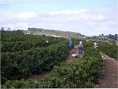 COLHEITA DE CAF, POR IVAN MENEGASSE,  - MONTE SANTO DE MINAS - MG