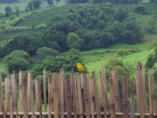 NATRCIA-MG-IMAGEM DA REA RURAL-FOTO:CARSON1954 - NATRCIA - MG