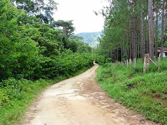 ESTRADA ENTRE RVORES EM ALMADINA-FOTO:JMOREIRA55 - ALMADINA - BA