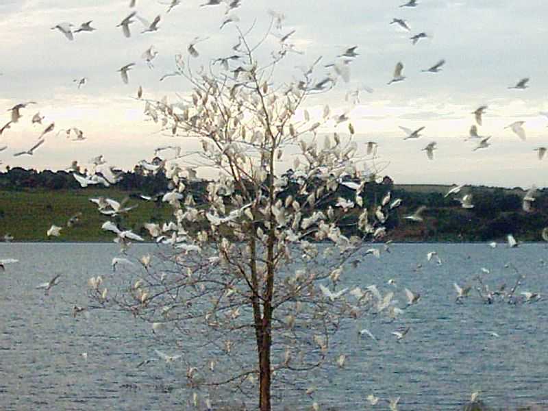 NOVA PONTE-MG-PSSAROS EM RVORE NA REPRESA-FOTO:ELDO BRASIL - NOVA PONTE - MG