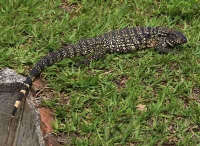 LAGARTO (FAUNA), POR ELPDIO JUSTINO DE ANDRADE - OCIDENTE - MG