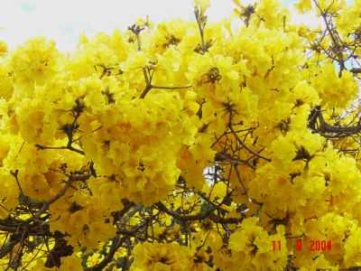 FLOR DO IP AMARELO (FLORA), POR ELPDIO JUSTINO DE ANDRADE - OCIDENTE - MG