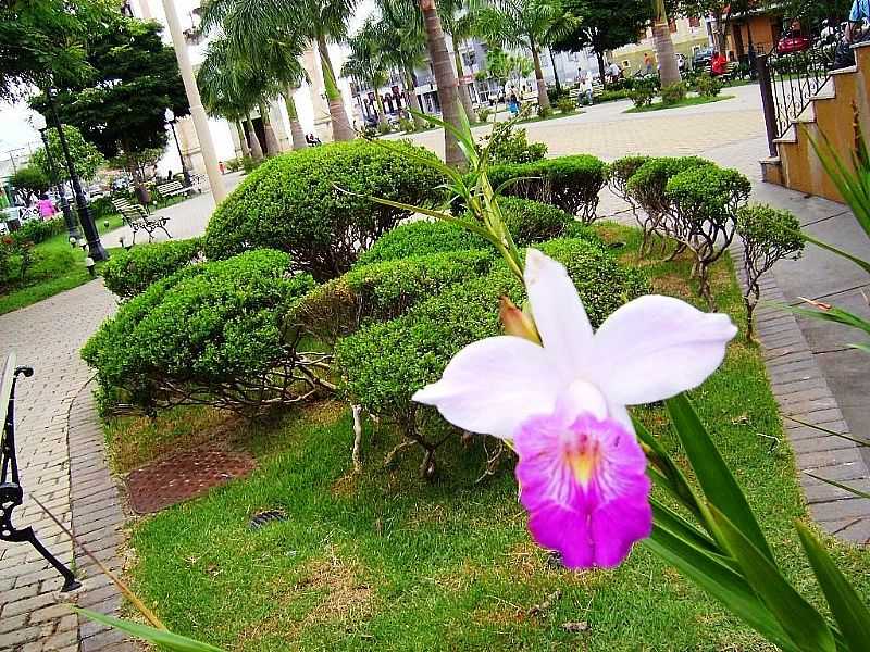 OLIVEIRA-MG-ORQUDEA NA PRAA DA MATRIZ-FOTO:ANDR SALIYA - OLIVEIRA - MG