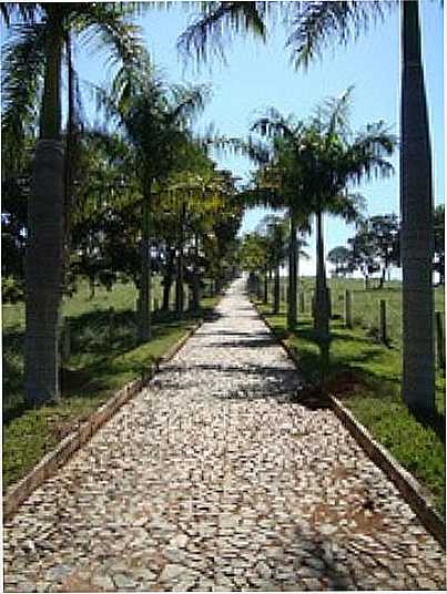 ESTRADA DE COQUEIROS-FOTO:ANDR MOISES - ONA DE PITANGUI - MG