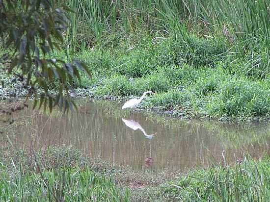 OURO BRANCO-MG-GARA NO LAGO SOLEDADE-FOTO:CARLOSMAGNOOLIVEIRA - OURO BRANCO - MG