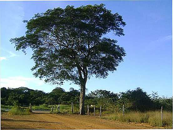 ESTRADA JOSENPOLIS EM PADRE CARVALHO-FOTO:HAMILTONDUTRA - PADRE CARVALHO - MG