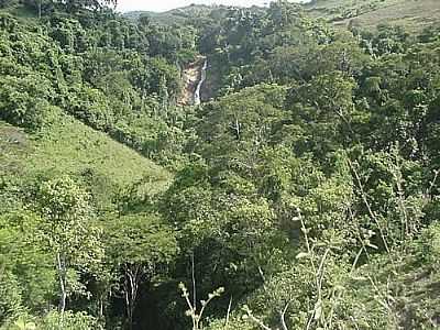 ESTRADA DE PALMA NO MEIO DA FLORESTA-FOTO:PAULOHENRIQUECP27   - PALMA - MG