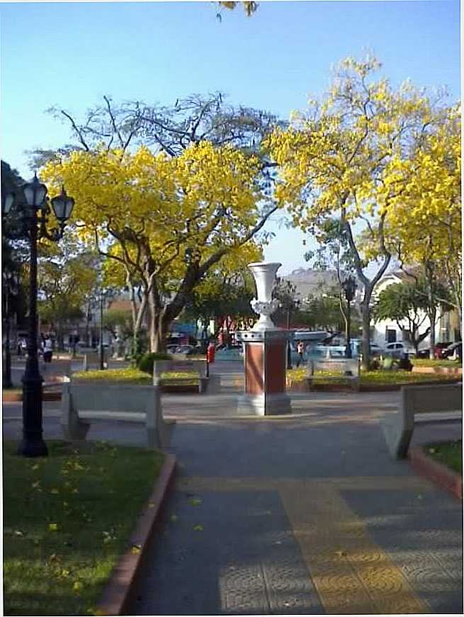 CLICE AMARELO, POR JOS CARLOS PEDROSA DE ALMEIDA - PARAISPOLIS - MG