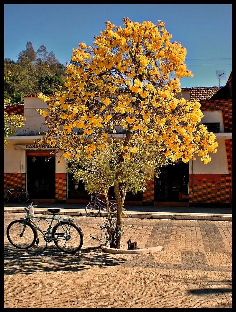 GONALVES-MG-IP AMARELO NO CENTRO DA CIDADE-FOTO:ANTONIOVIDALPHOTOGRAPHY - PASSA QUATRO - MG