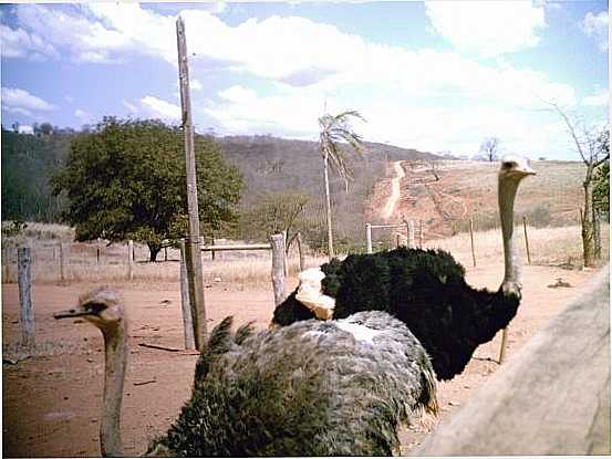 FAZENDAS, POR JOYCE LUANA - PATIS - MG