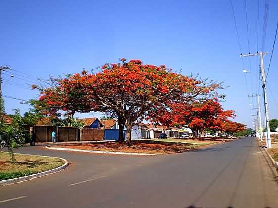FLAMBOYANT NA AV.AFONSO QUEIRZ EM PATOS DE MINAS-FOTO:TIANTUNES - PATOS DE MINAS - MG