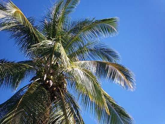 COCOS NUCIFERA POR LUCAS C MARINHO - ANAG - BA