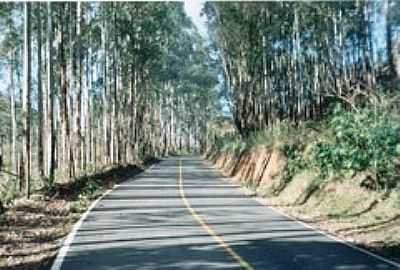 ESTRADA ARBORIZADA-FOTO:MONTANHA - PAULA LIMA - MG