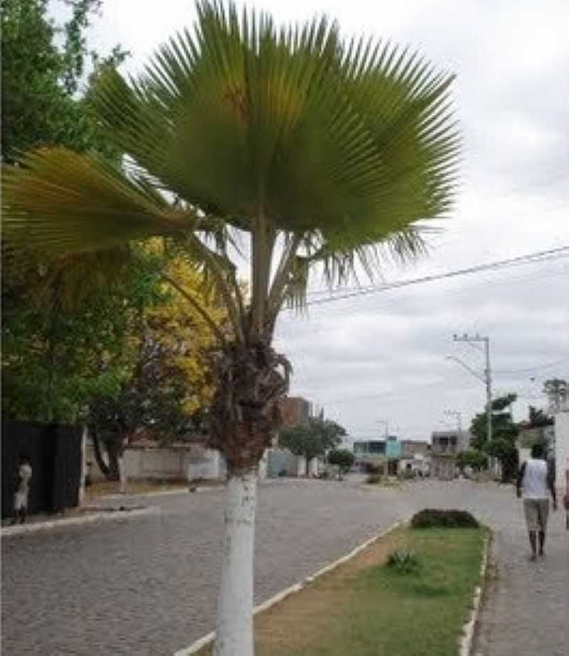 ANDORINHA-BA-AVENIDA PRINCIPAL-FOTO:JAMES PEREIRA DOS SANTOS  - ANDORINHA - BA