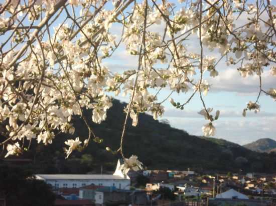 CU DE FLORES, POR THIAGO B. LIMA - ANDORINHA - BA