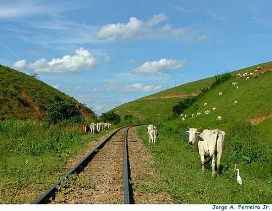 FERROVIA E BOIADA EM PENHA LONGA-FOTO:JORGE A. FERREIRA JR - PENHA LONGA - MG