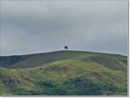 RVORE SOLITRIA NA MONTANHA EM PIMENTA-FOTO:(_)-AENDER (ARCOS- - PIMENTA - MG