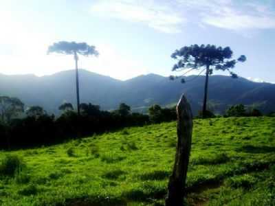 CAMPO FEIO, POR TERESA GORGULHO - PINTOS NEGREIROS - MG