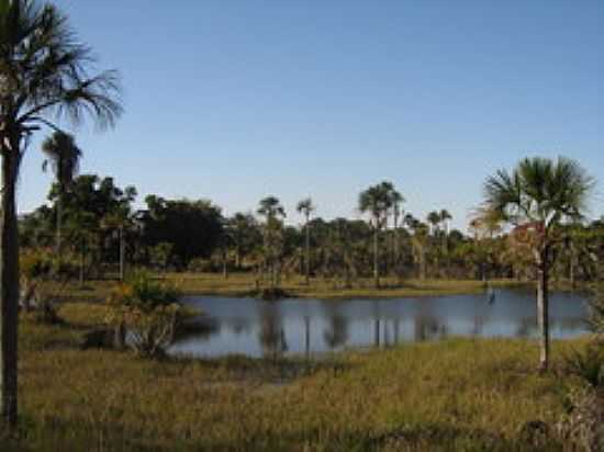 BURITIS NA BEIRA DO LAGO EM PLANURA-FOTO:ALTEMIRO OLINTO CRIS - PLANURA - MG