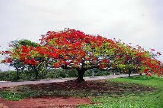 FLAMBOYANT FLORIDO EM PLANURA-FOTO:TURISMOPELOBRASIL. - PLANURA - MG