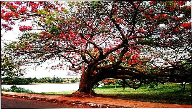 POR JOCIMAR VIANA - PLANURA - MG