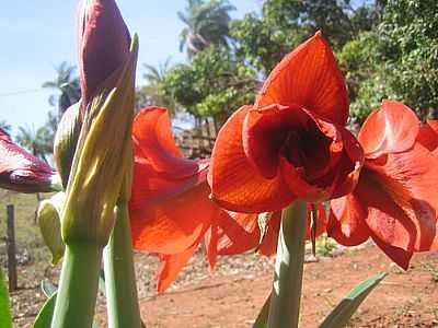 AMARILIS POR QUINTINOS POR TRUFUS - QUINTINOS - MG