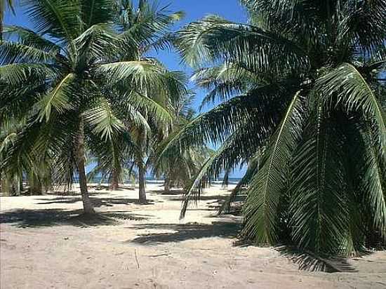 COQUEIROS NA PRAIA DO GUNGA-FOTO:RAFIUSKSS  - BARRA DE SO MIGUEL - AL