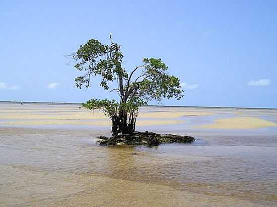 MANGUE S-FOZ DO RIO NIQUIN-FOTO:FERNANDO CARVALHO - BARRA DE SO MIGUEL - AL