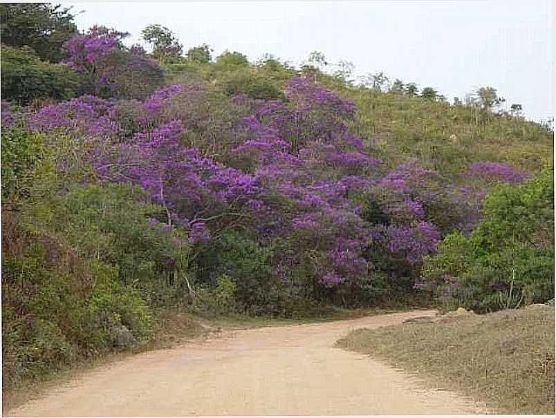 RITPOLIS-MG-MATA DE QUARESMEIRAS  CAMINHO DA CACHOEIRA DO JABURU-FOTO:ANDR SALIYA - RITPOLIS - MG