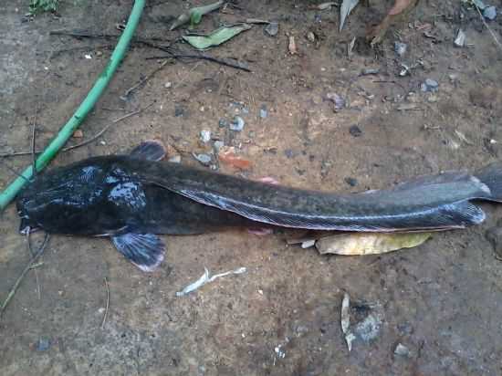 PEIXE BARBADO, POR IVAETE GOMES - SALINAS - MG