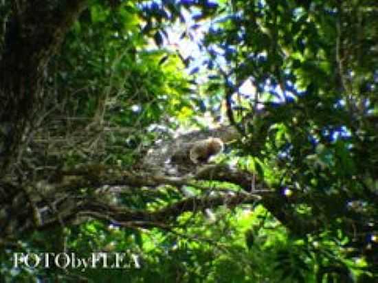 SAGUI DA SERRA-FOTO:MOHAMMAD ALBERTH  - SANTA BRBARA DO LESTE - MG