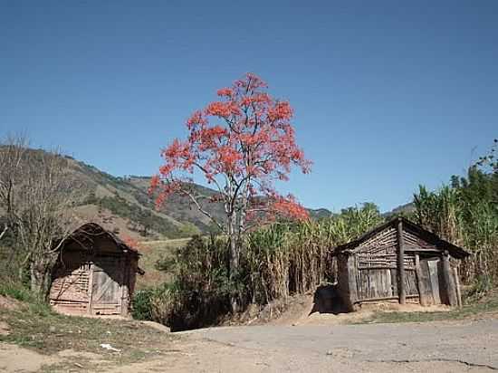 PAISAGEM RURAL-FOTO:J.FARIA  - SANTA BRBARA DO TUGRIO - MG