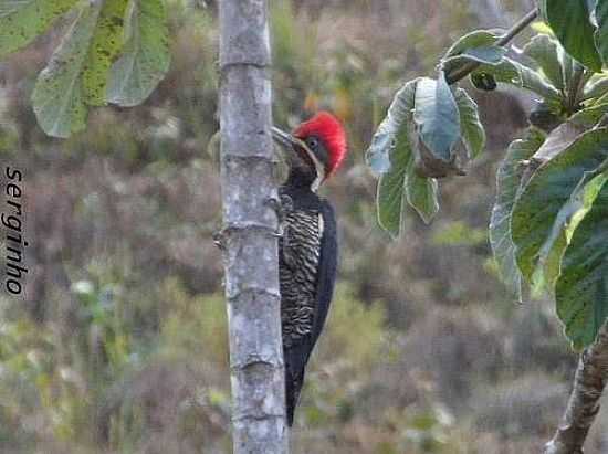 PICA PAU DO TOPETE VERMELHO EM SANTA LUZIA-FOTO:GUARDIAODOCERRADO [PANORAMIO] - SANTA LUZIA - MG