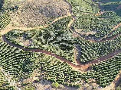 CAFEZAL POR MARCO ANONIO CALDEIRA - SANTA RITA DE MINAS - MG