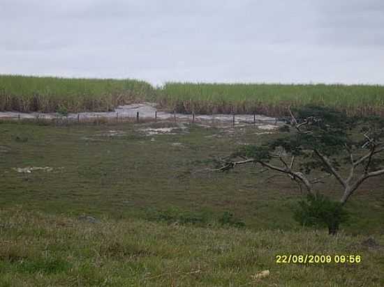 CANAVIAL REGIO FAZENDA DAS PEDRAS POR JMDF - ARGOLO - BA